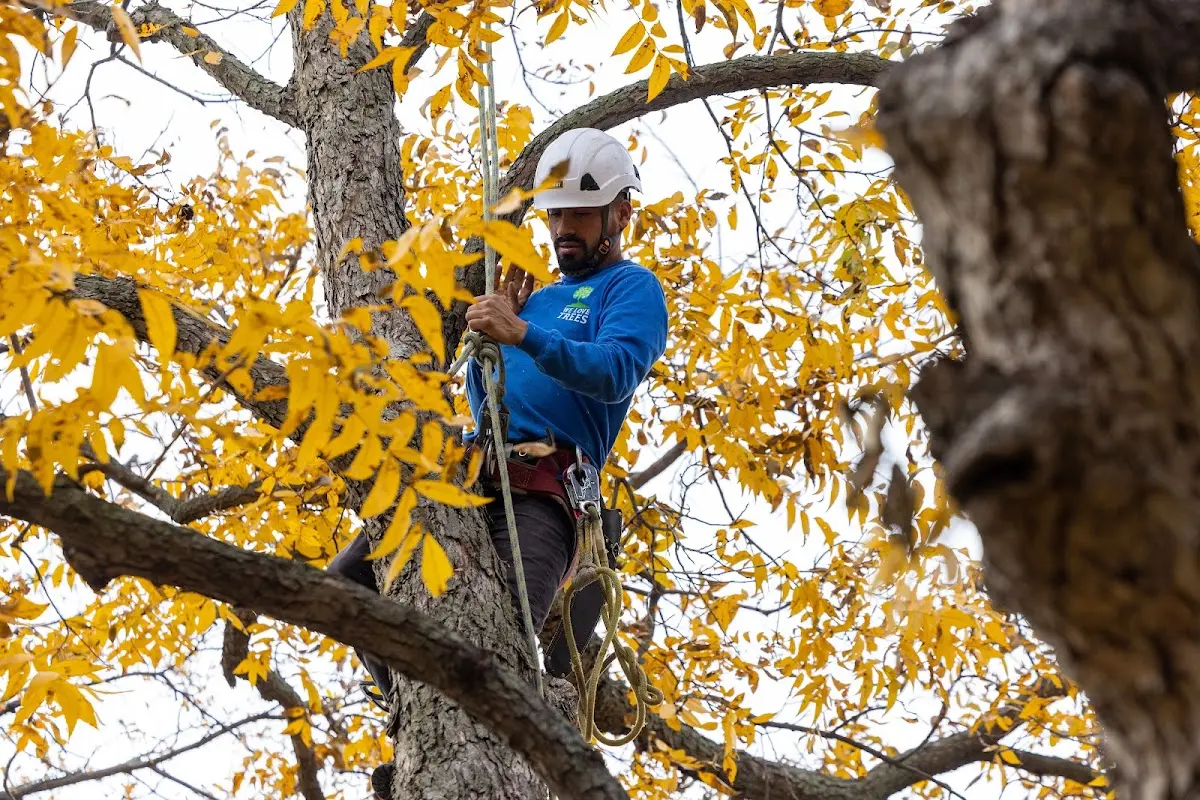 Skilled Tree Planting crew working in Maumee